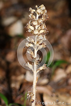 A rare Bird`s-nest Orchid, Neottia nidus-avis, growing in woodland in the UK. Stock Photo