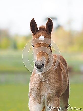 Rare Breed Foal Headshot Stock Photo