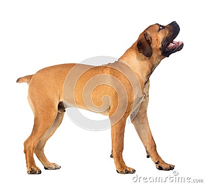 Rare breed South African boerboel posing in studio. Stock Photo