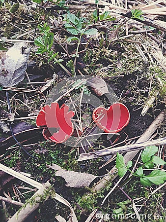 Rare bright red cup fungi, Microstoma protractum Stock Photo