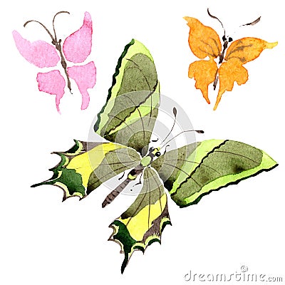 Rare butterflies wild insect in a watercolor style isolated. Stock Photo