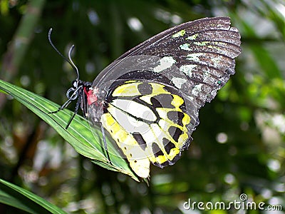 Rare Butterfly Stock Photo