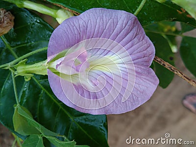 Rare Butterfly pea flower in my garden Stock Photo