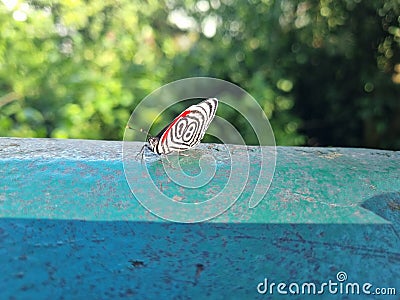 A rare butterfly species at Iguaçu Falls Stock Photo