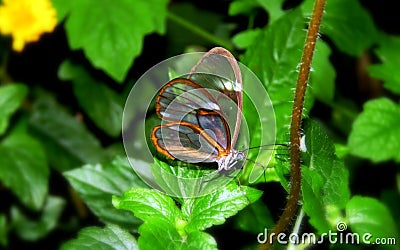 Rare butterfly with transparent wings. Stock Photo