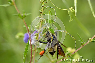 Green Lynx Spider Eating Bee Stock Photo