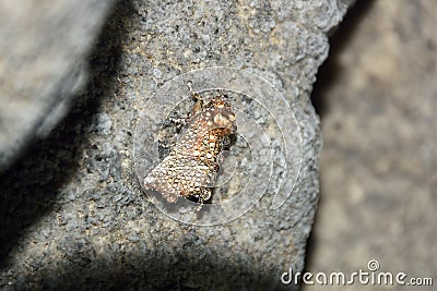 The Rare cave moth, Scoliopteryx libatrix Stock Photo