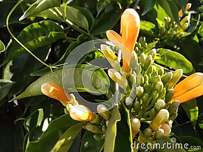 A rare close up of seasonal green leaves of a wall creeper with a new bunch of flowering buds Stock Photo