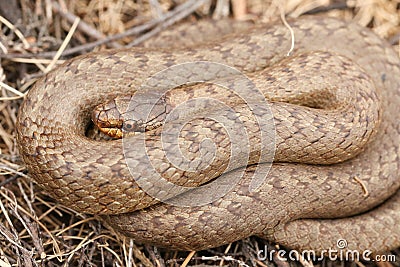 A rare coiled Smooth Snake Coronella austriaca. Stock Photo