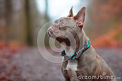 Lilac brindle female French Bulldog dog wearing beautiful woven collar in front of blurry forest background Stock Photo