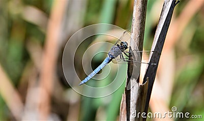Rare colorful dragonfly sitting on a plant at the Plitvice Lakes National Park Stock Photo
