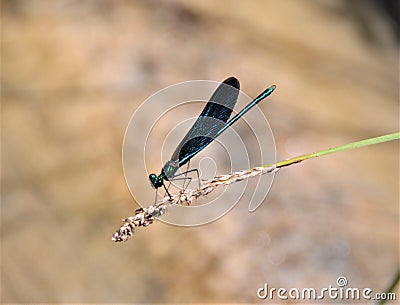 Rare colorful dragonfly sitting on a plant at the Plitvice Lakes National Park Stock Photo