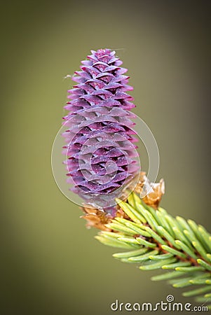 Rare coniferous plants. Blooming tree Spruce Acrocona Picea abies Acrocona, the cones look like a pink rose. Soft needles of pal Stock Photo