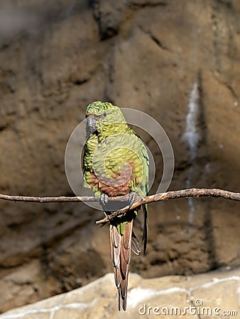rare Cordilleran parakeet, Psittacara frontatus, sits on a dry branch and cleans its beak Stock Photo