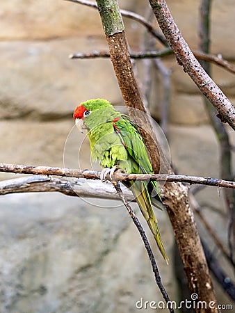 rare Cordilleran parakeet, Psittacara frontatus, sits on a dry branch and looks around Stock Photo