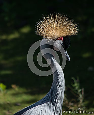 A rare crane crowned in all its glory Stock Photo