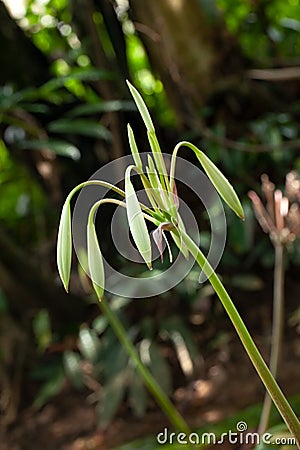 Rare Crinum thaianum or water lily, Onion Plant, Thai water onion or Water onion are buds Stock Photo