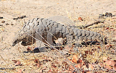 Rare daytime sighting of a critically endangered Pangolin in the wild Stock Photo