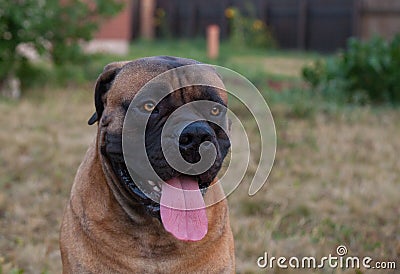 Rare dog breeds. Closeup portrait of a beautiful dog breed South African Boerboel on the green and amber grass background. Stock Photo