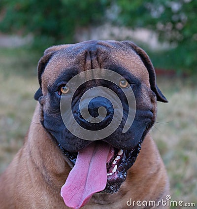 Rare dog breeds. Closeup portrait of a beautiful dog breed South African Boerboel on the green and amber grass background. Stock Photo