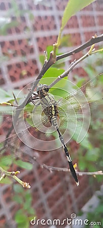 Rare dragonfly Stock Photo