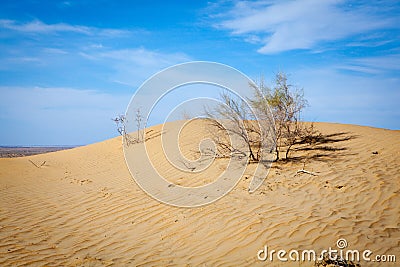 Rare dry bushes Stock Photo