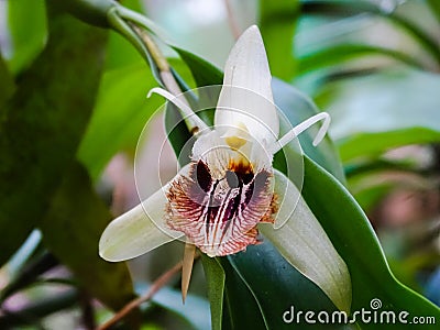Rare white fairy orchids Stock Photo