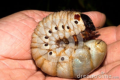 Rare Elephant Beetle Grub Stock Photo