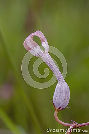 Rare and Endanger Ceropegia flower seen near Cherrapunji , Meghalaya, India Stock Photo