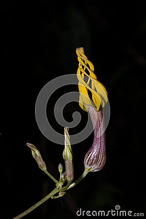 Rare and Endanger Ceropegia flower seen near Cherrapunji , Meghalaya, India Stock Photo