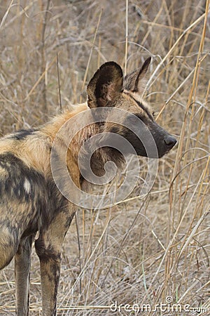 Rare endangered African Wild Dog painted wolf profile closeup Stock Photo