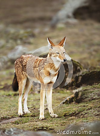 Rare and endangered Ethiopian wolf Stock Photo