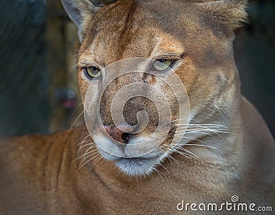 Rare, endangered, Florida panther in profile Stock Photo
