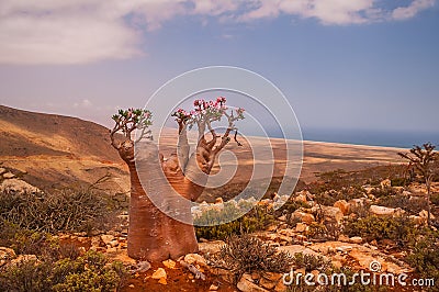 A rare endemic plant is a bottle tree with delicate pink flowers Stock Photo
