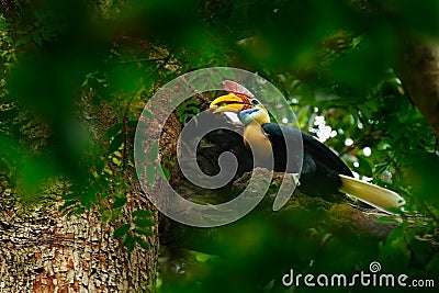 Rare exotic Knobbed Hornbill, Rhyticeros cassidix, from Sulawesi, Indonesia. Bird in the nest, sitting on the branch in the green Stock Photo