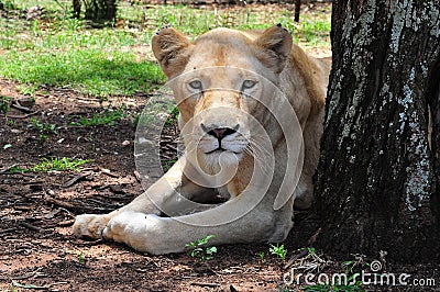 Rare Female White Lioness, South Africa Stock Photo