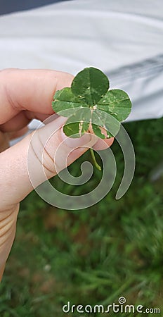 Rare Five leaf clover found in georgia meadow Stock Photo