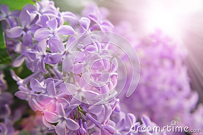 Rare five-petal flower on a branch of lilac, close-up Stock Photo