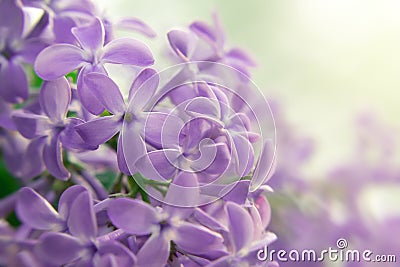 Rare five-petal flower on a branch of lilac, close-up Stock Photo