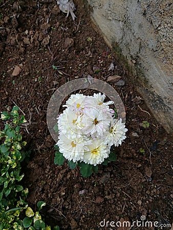 Rare flowers that can only seen in only in Sri lanka Stock Photo