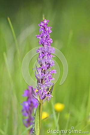 The rare Green-winged Orchid, Orchis morio Stock Photo