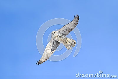 Rare (Gyrfalcon Falco rusticolus) Stock Photo