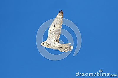 Rare (Gyrfalcon Falco rusticolus) Stock Photo