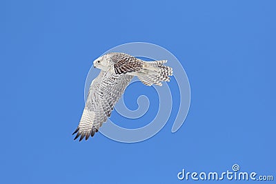 Rare (Gyrfalcon Falco rusticolus) Stock Photo