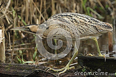 A rare hunting Bittern, Botaurus stellaris, walking across a dead tree trunk in the water to another part of the reedbed growing a Stock Photo