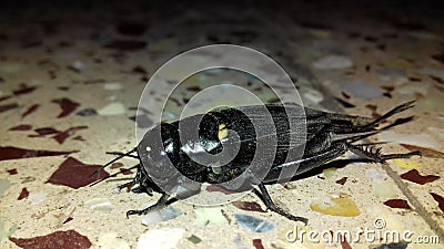 Rare Insect closeup photo With high quality Stock Photo
