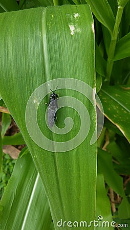 A rare insect on top of a corn leaf Stock Photo