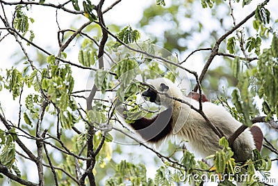 Rare lemur Crowned Sifaka, Propithecus Coquerel, feeds on tree leaves, Ankarafantsika Reserve, Madagascar Stock Photo