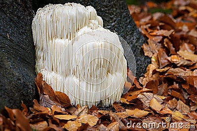 Rare Lion`s mane mushroom in a Dutch forest Stock Photo