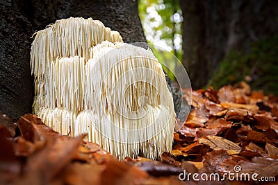 Rare Lion`s mane mushroom in a Dutch forest Stock Photo